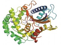 ECOENZYME – PECT L – Giải Pháp Enzyme Phân Giải Pectin Chuyên Nghiệp Cho Công Nghiệp Thực Phẩm Và Chế Biện Thực Vật